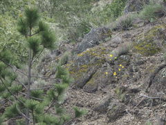 Erysimum teretifolium