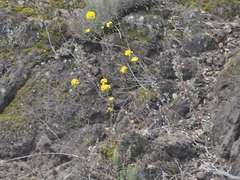 Erysimum teretifolium