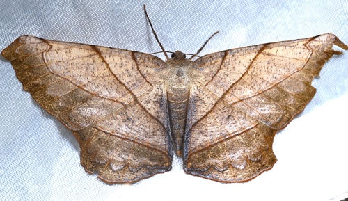 Dalima truncataria