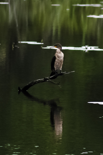 iNaturalist image
