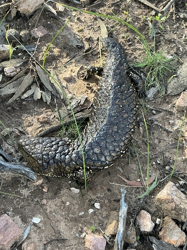 Shingleback