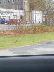 Turdus migratorius