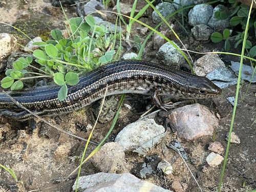 Robust Ctenotus