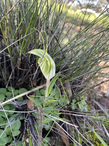 large striped greenhood