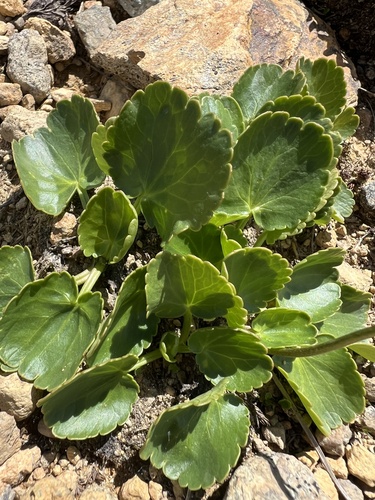 Ranunculus crenatus