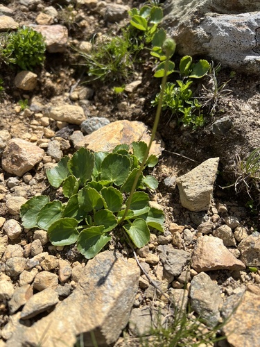 Ranunculus crenatus, photograph 3