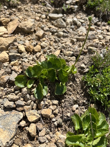 Ranunculus crenatus, photograph 4