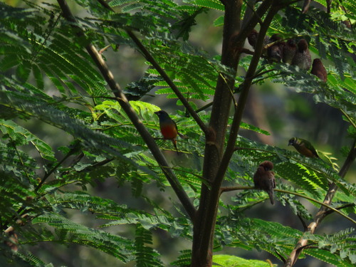 Erythrura prasina observed 2026-07-04