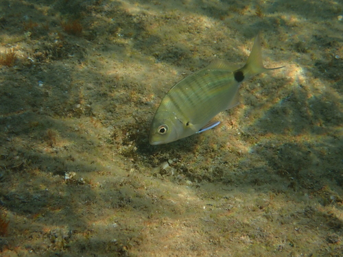 White Sea Bream