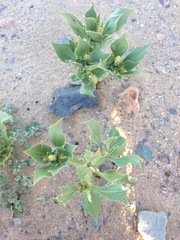 Stillingia spinulosa