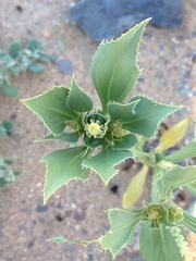 Stillingia spinulosa