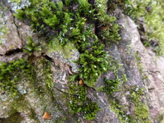 Orthotrichum stramineum