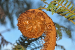 Cyathea glauca