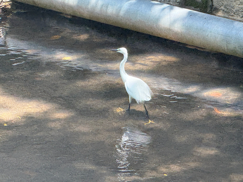 Little Egret