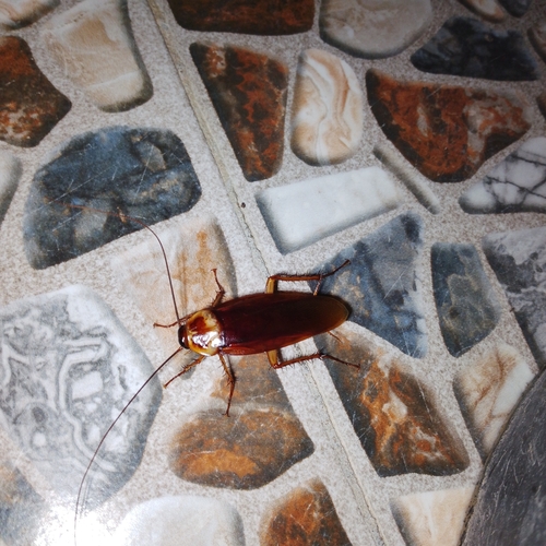 American Cockroach