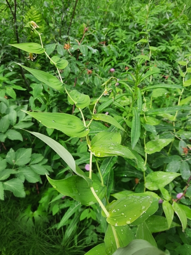 white twisted-stalk