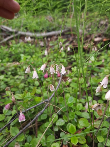 Twinflower