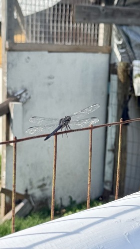 Slaty Skimmer