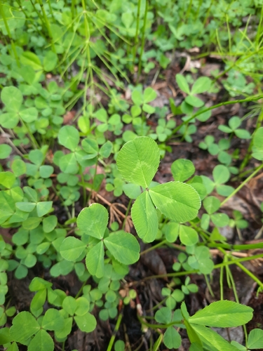 white clover