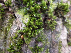 Orthotrichum stramineum