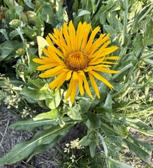 author not stated, no rights reserved Pyrrocoma crocea, photograph author not stated, no rights reserved