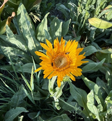 Pyrrocoma crocea, photograph 5