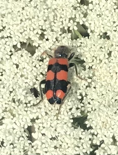 Trichodes crabroniformis