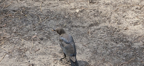 iNaturalist observation photo of Brewer's Blackbird