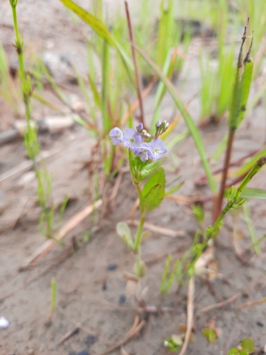 American brooklime