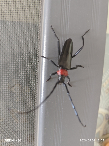 Red necked longhorn beetle