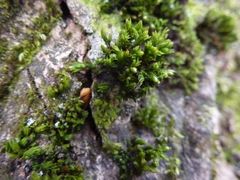 Orthotrichum stramineum