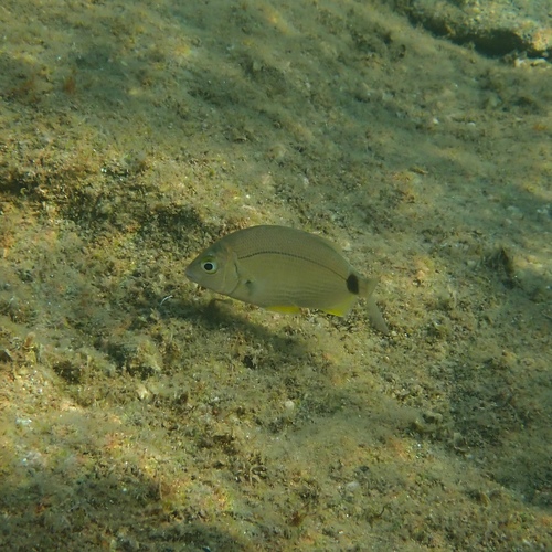 Annular Seabream
