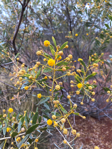 waxy wattle