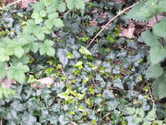Hedera helix