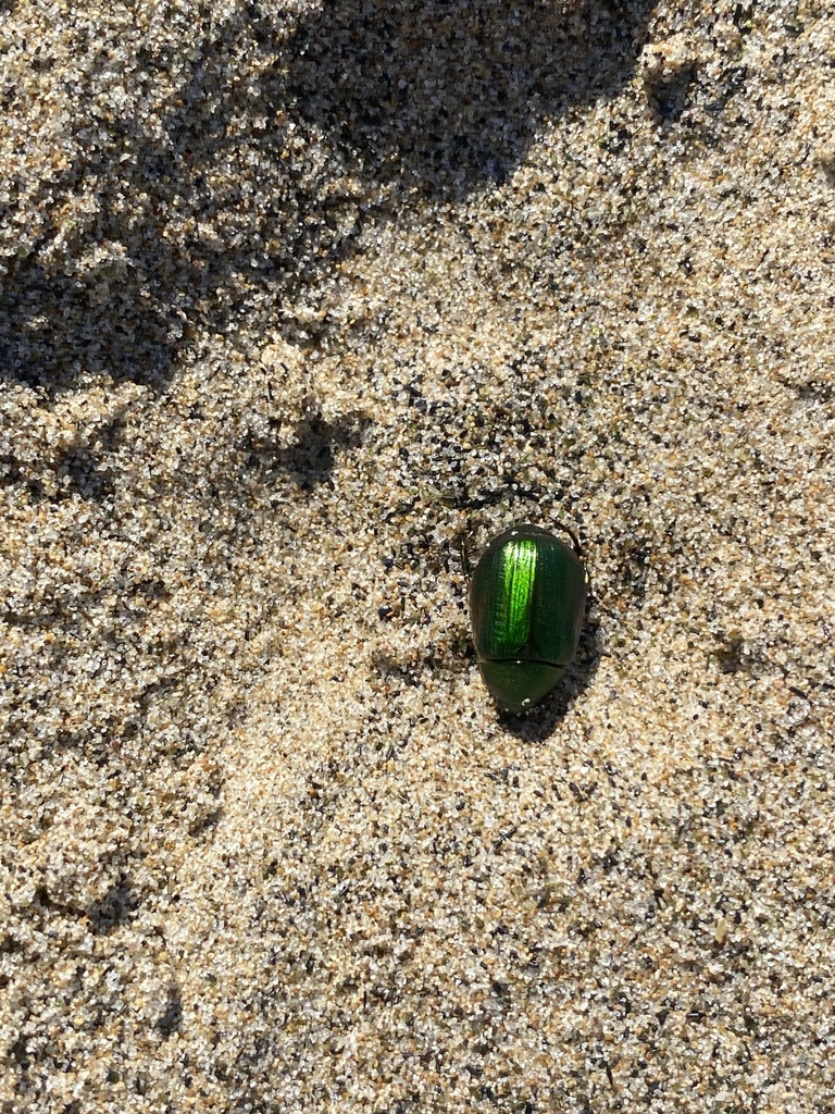 Vine Chafer