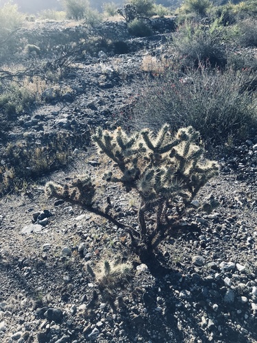 iNaturalist observation photo of Silver Cholla
