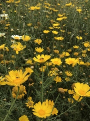 Apis mellifera