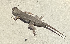 Sceloporus occidentalis