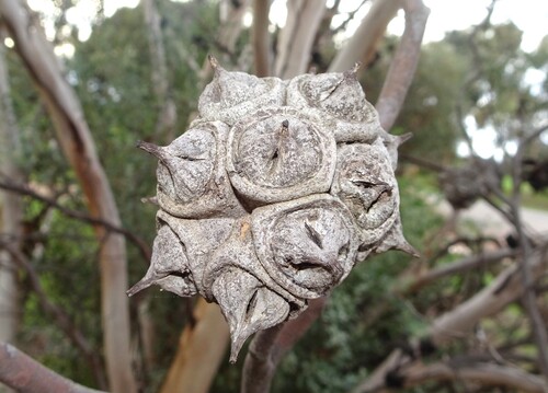 spider gum