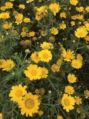 Apis mellifera