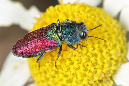 Anthaxia croesus