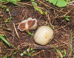 Psilocybe weraroa