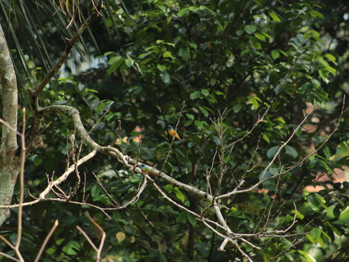Erythrura prasina observed 2026-07-05