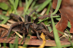 Cyclosternum schmardae