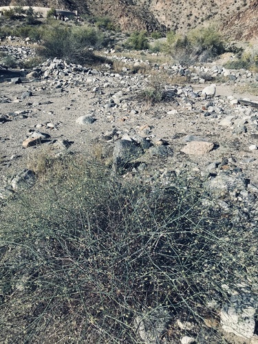 iNaturalist observation photo of Desert Trumpet