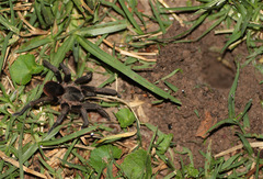 Cyclosternum schmardae