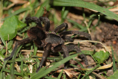 Cyclosternum schmardae