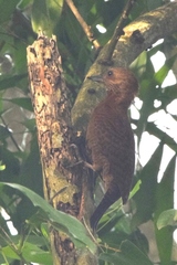 Micropternus brachyurus