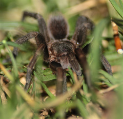 Cyclosternum schmardae
