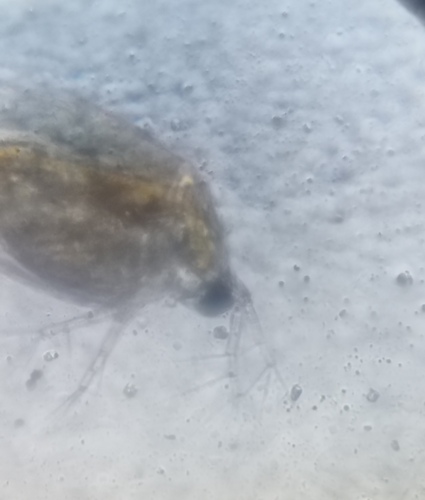 Ceriodaphnia